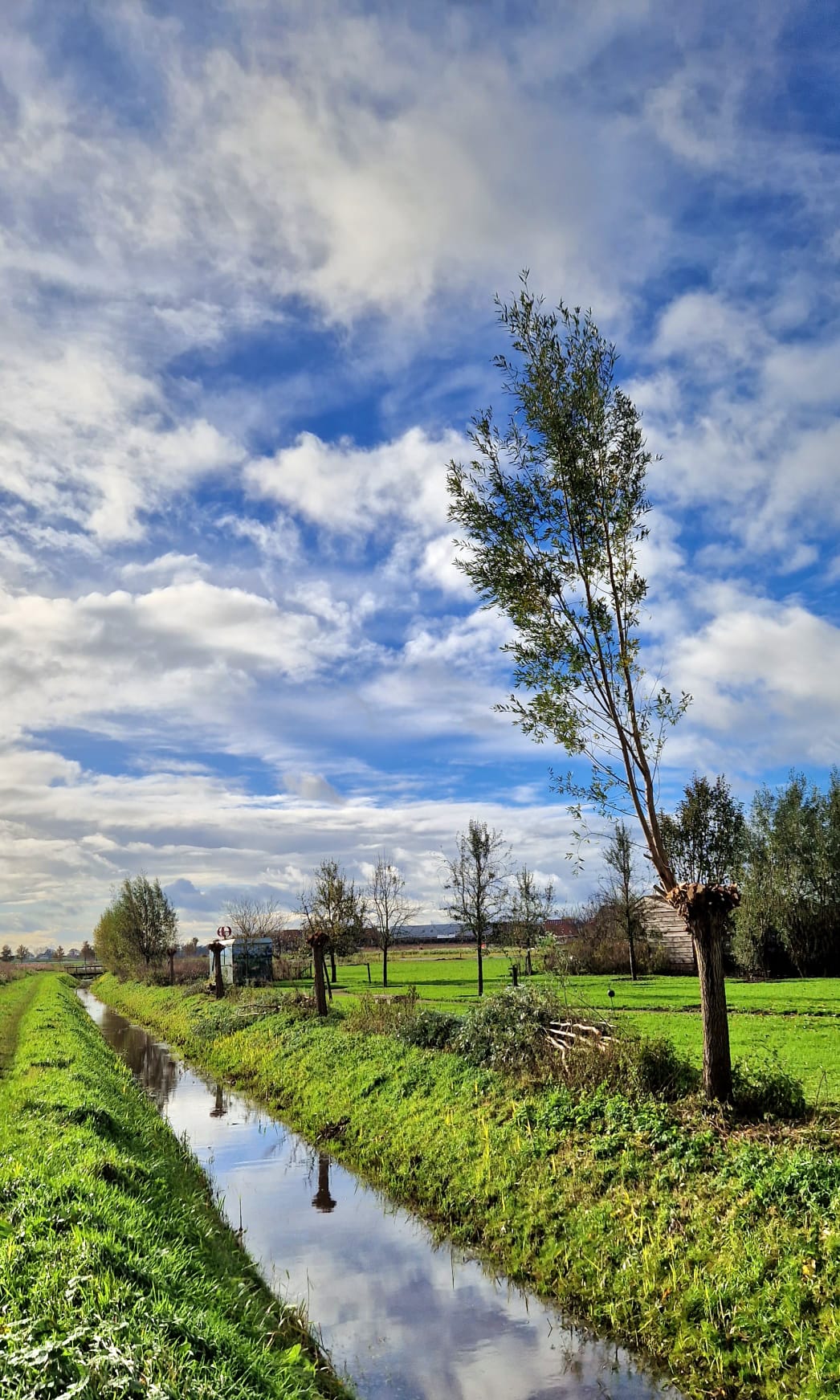 Hart van Wierden jan 2024 wilg.jpg